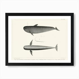 The Blackfish, Charles Melville Scammon Art Print