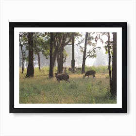 Kanha India Deer Poster