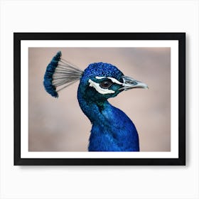 Blue Peacock Art Print