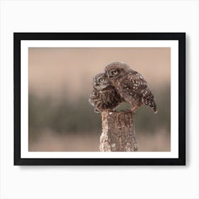 Mama And Baby Burrowing Owls Art Print