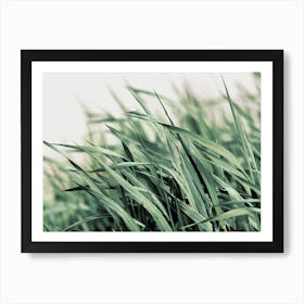 Field Of Grass Art Print