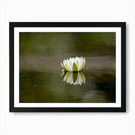 White Water Lily With Reflection In The Water Art Print