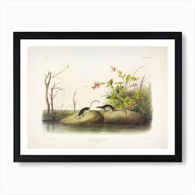 American Marsh Shrew, John James Audubon Art Print