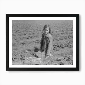 Child Of Migrant Berry Worker Picking Strawberries In Field Near Ponchatoula, Louisiana By Russell Lee Art Print