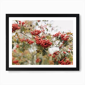 Red Winter Berries Art Print