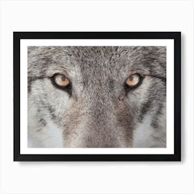 Wolf Eyes Art Print