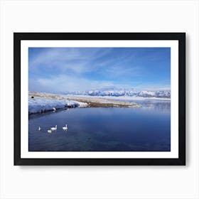 Swans In The Snow Art Print