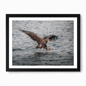 Sea Eagle Ocean Art Print