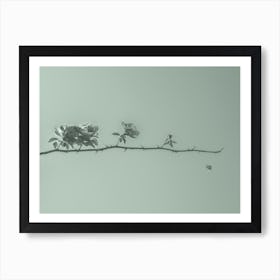 Life. Roses On A Branch With Thorns. Monochrome. Minimalism Art Print