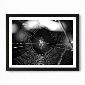 Spider Web BW Art Print