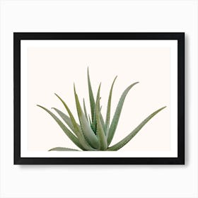 Botanical Aloe Plant Art Print