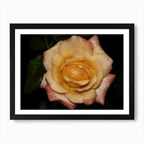 Yellow Rose Art Print