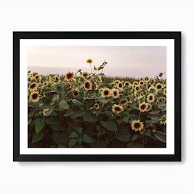 Sunflowers Of Provance  Art Print