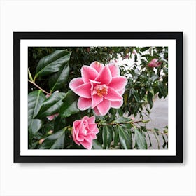 Frosty Camellia pink flowers Art Print