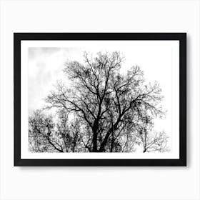 Silhouette Of Bare Tree Black And White Art Print