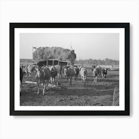 Herd Of Cattle With Straw Barn In The Background On Farm Near Little Fork, Minnesota By Russell Lee Art Print