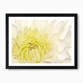 White Dahlia Art Print