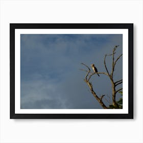 Bird Perched In Tree Art Print