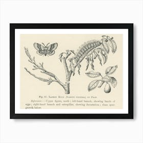 Vintage Illustration Of Lackey Moth, John Wright Art Print