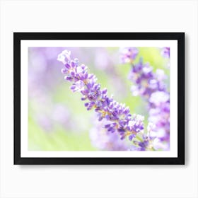 Purple Lavender Flowers Art Print