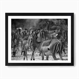 Antelopes Art Print