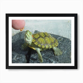 Red-Eared Slider Art Print