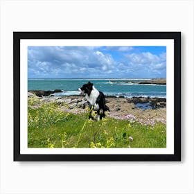 Border Collie On The Beach Art Print