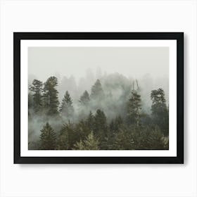 Redwood Forest Fog - National Park Photo Art Print