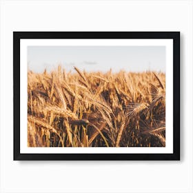 Wheat Field Scenery Art Print