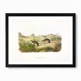 Meadow Mouse, John James Audubon Art Print