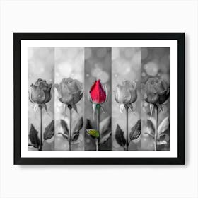 Roses In Black And White Art Print