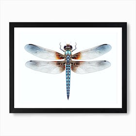 Dragonfly Blue Eyed Darner Pencil Drawing 1 Art Print