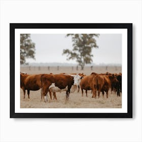 Fall Cattle Ranch Art Print