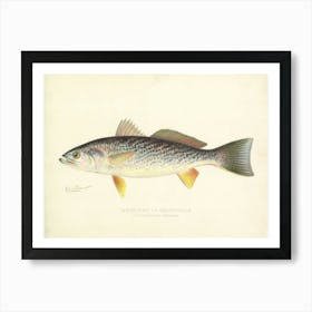 Remastered Vintage Weak Fish By Denton From New York Fish and Game Report Circa 1890S Art Print