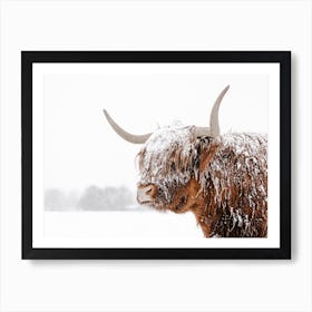 Snowy Highland Cow Affiche