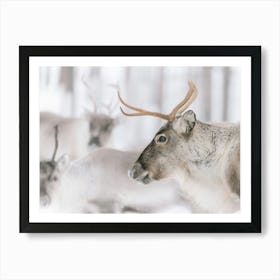 Brown Reindeer In The Snow | Swedish Lapland | Sweden Art Print