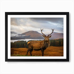 Scottish Stag Art Print