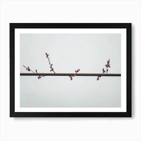 Blossoming Cherry Tree 1 Art Print