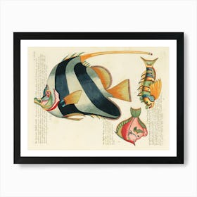 Colourful And Surreal Illustrations Of Fishes Found In Moluccas (Indonesia) And The East Indies, Louis Renard(82) Art Print