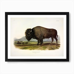  Buffalo, John James Audubon Art Print