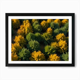 Aerial View Of Autumn Trees 1 Art Print