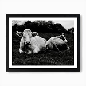 Black And White Cows Art Print