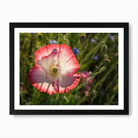 Pink and white petals of a poppy Art Print