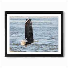 Bald Eagle Over the Mississippi Art Print