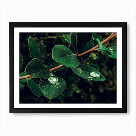 A Branch With Water Droplets On The Green Leaves Art Print