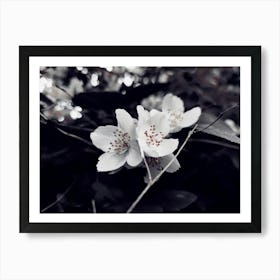 Black And White Flowers Art Print