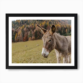 Autumn Donkey Art Print