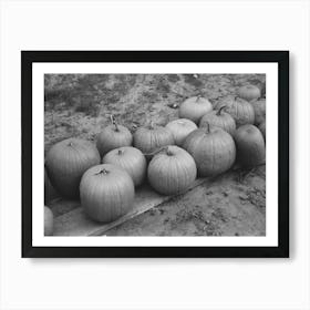 Pumpkins Near Berlin, Connecticut By Russell Lee Art Print