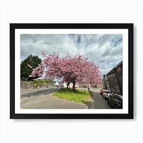 cherry blossom 1016 Art Print