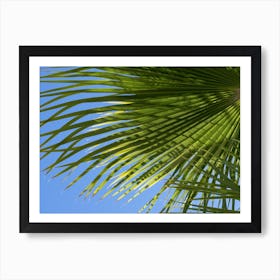 Palm leaf detail in front of blue sky Art Print